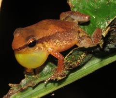 Allobates tapajos