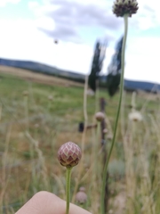 Scabiosa ochroleuca