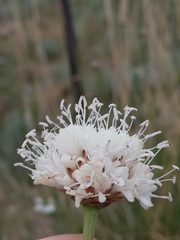 Scabiosa ochroleuca
