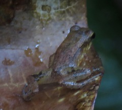 Allobates tapajos