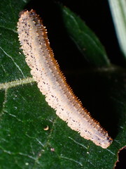 Lagium atroviolaceum