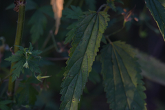 Urtica galeopsifolia