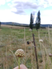 Scabiosa ochroleuca