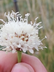 Scabiosa ochroleuca