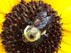 Bombus griseocollis