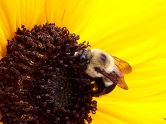 Bombus griseocollis