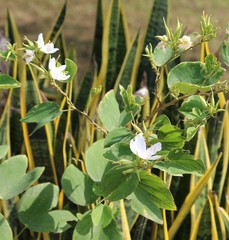 Bauhinia acuminata