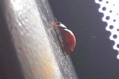 Harmonia axyridis
