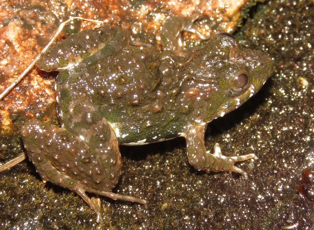 Canga Swamp Frog