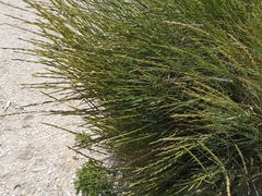 Elymus farctus