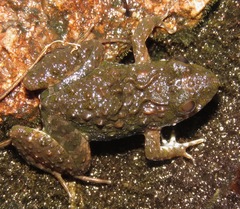 Pseudopaludicola canga