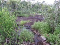 Pseudopaludicola canga
