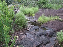 Pseudopaludicola canga