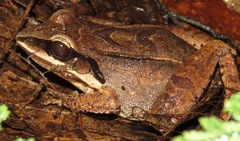 Leptodactylus mystaceus