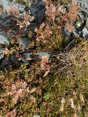Sedum album