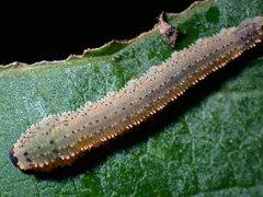 Lagium atroviolaceum