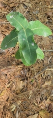 Asclepias amplexicaulis