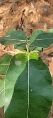 Asclepias amplexicaulis
