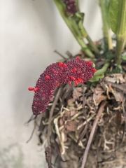 Anthurium schlechtendalii