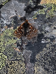 Euphydryas anicia