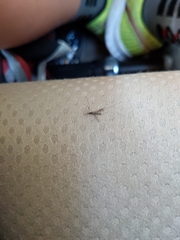 Anopheles