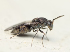 Dinotoides tenebricus