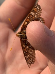 Euphydryas anicia