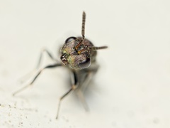 Dinotoides tenebricus