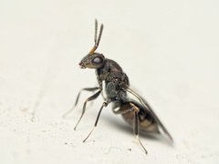 Dinotoides tenebricus