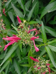 Dianthera secunda