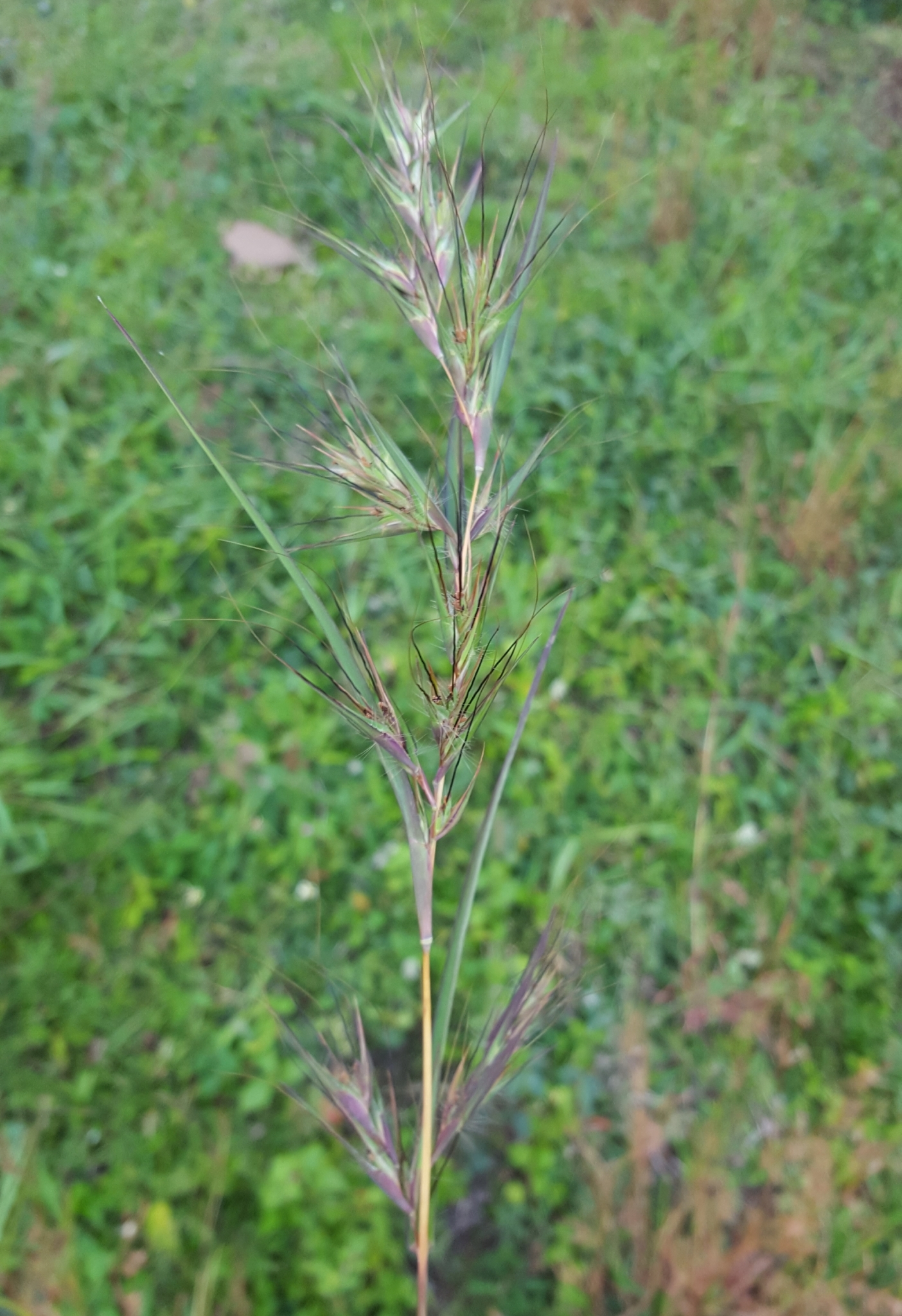 (c) François Rousseu, certains droits réservés (CC BY-NC) https://www.inaturalist.org/observations/89640889