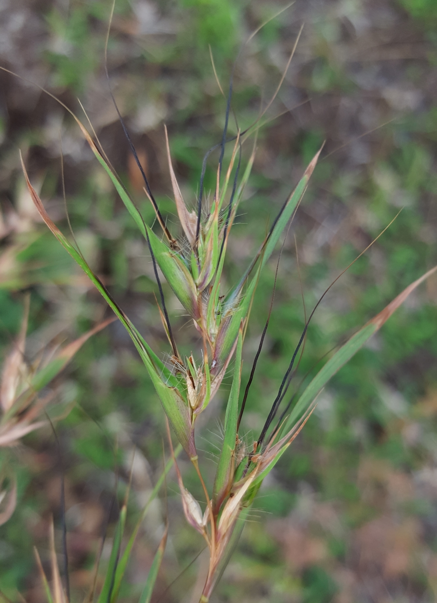(c) François Rousseu, certains droits réservés (CC BY-NC) https://www.inaturalist.org/observations/89640889