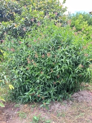 Dianthera secunda