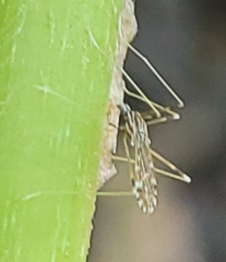 Mesocyphona
