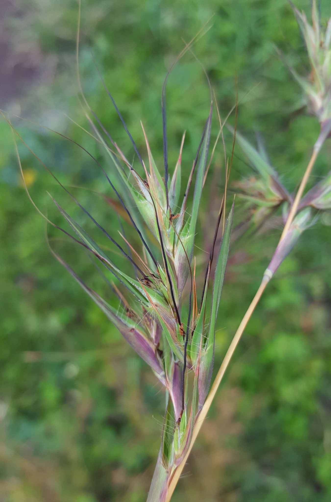 (c) François Rousseu, certains droits réservés (CC BY-NC) https://www.inaturalist.org/observations/89640889