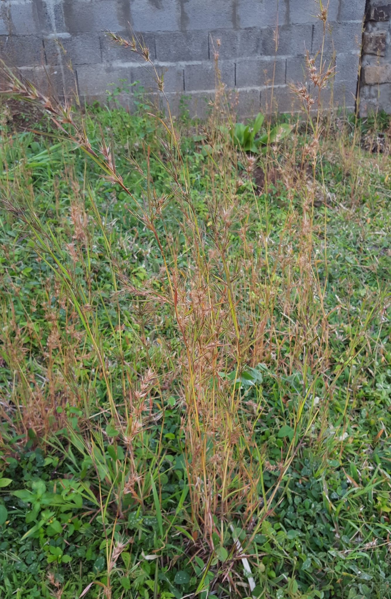 (c) François Rousseu, certains droits réservés (CC BY-NC) https://www.inaturalist.org/observations/89640889