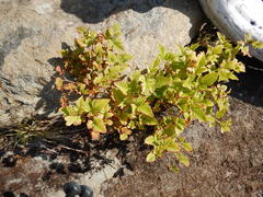 Ribes laxiflorum