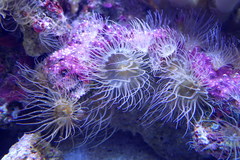 Zoantharia