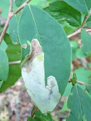 Leucanthiza dircella