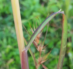 Themeda quadrivalvis
