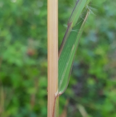 Themeda quadrivalvis
