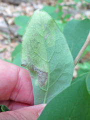 Leucanthiza dircella