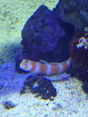 Amblyeleotris aurora