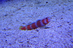 Amblyeleotris aurora