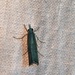 photo of Bluegrass Webworm Moth (Parapediasia teterrellus)