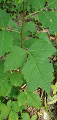 Rhus aromatica aromatica