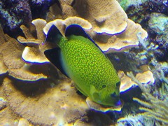 Apolemichthys xanthopunctatus