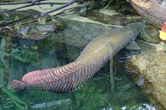 Arapaima