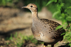 Nothoprocta perdicaria