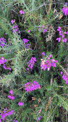 Erica cinerea